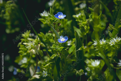 blue flower and green grass