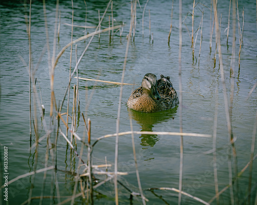 duck in the pond