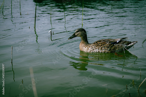 duck on the water
