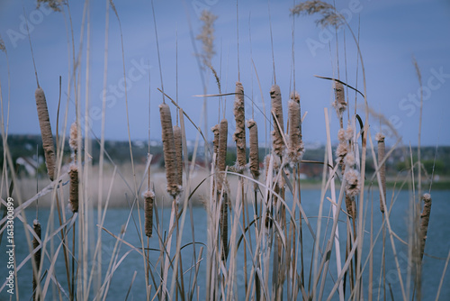 reeds on the bank of lake