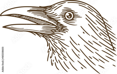Crow head sketch detailed illustration of raven or blackbird profile, hand drawn bird art, wildlife drawing