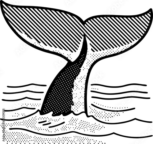 Whale tail above ocean surface marine mammal fluke in water, black and white hand drawn sea life illustration