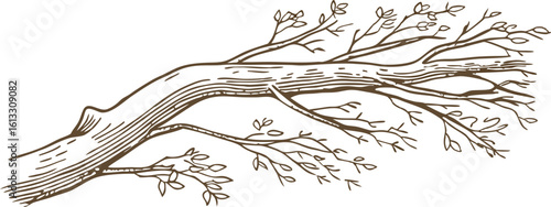 Leafy tree branch sketch hand drawn woody limb with sprouting twigs and leaves, natural decorative element