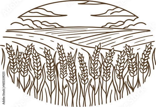 Wheat field outline illustration ripe grain ears and farmland landscape with sky, agriculture and harvest concept