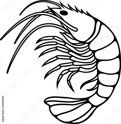 Shrimp illustration, black and white line art simple seafood crustacean drawing, marine animal graphic