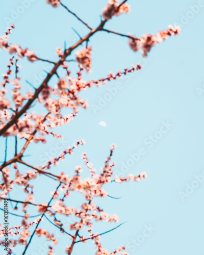 View of delicate pink blossoms unfurl against the vast canvas of a pale blue sky, creating a scene of tranquility and natural beauty, Shiinamachi Park, Toshima City, Tokyo, Japan.