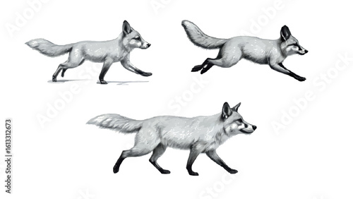 Three arctic foxes depicted in various poses on a white background, perfect for nature themed designs and educational content