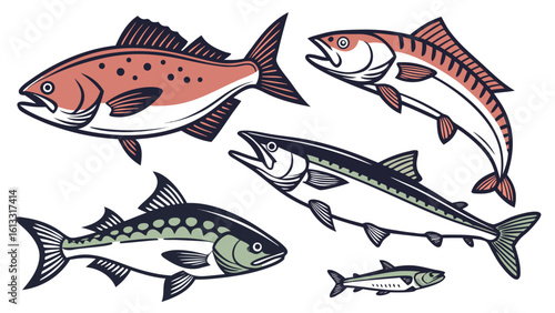 Salmon mackerel tuna sardines sea creatures aquatic life fish seafood
