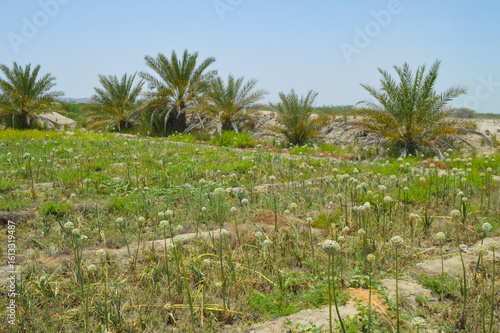 Wallpaper Mural organic onion farming outdoor background dates fruit tree Torontodigital.ca