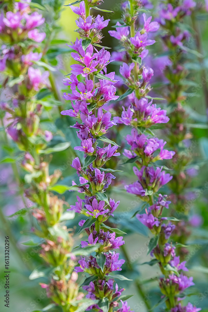 Close up of purple loosestrife flower spikes at sunny summer day. Close up of purple loosestrife flower spikes at sunny summer day.