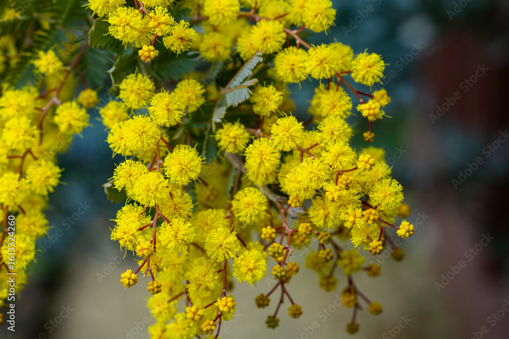 Close-up of yellow mimosa flowers that signal the arrival of spring. Close-up of yellow mimosa flowers that signal the arrival of spring.