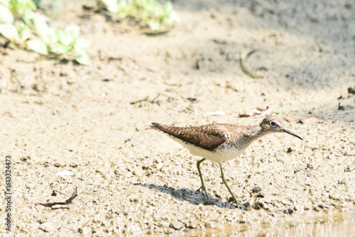 Wallpaper Mural Mansonville 26 Au 27 Juillet 2025  Torontodigital.ca