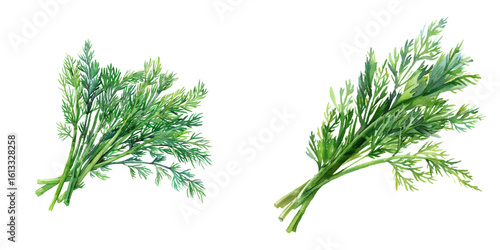 dill watercolor vector illustration
