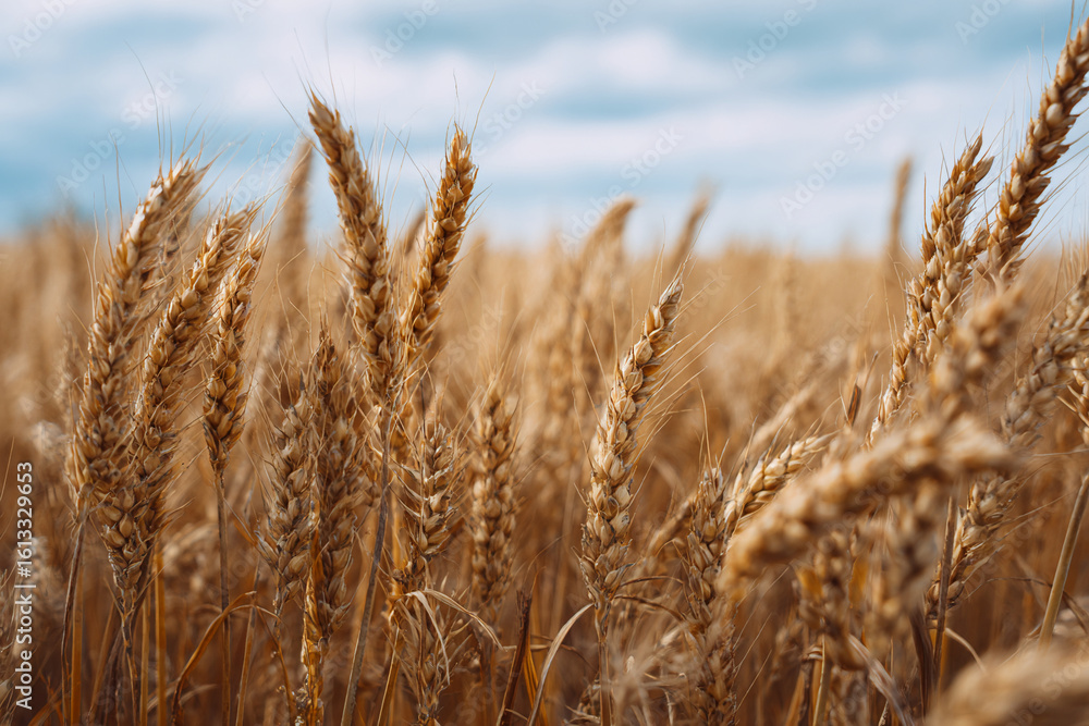 Fototapeta premium Field of tall golden wheat swaying in the wind under a pale blue sky, soft focus background