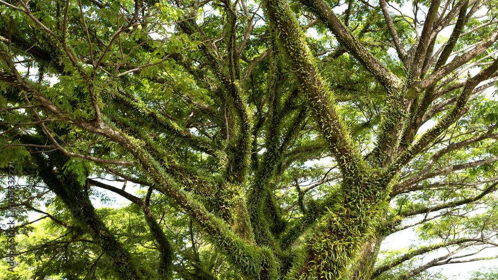 Fototapeta premium Close-up of a tropical tree covered in dense epiphytes and ferns under daylight, highlighting natural biodiversity and lush greenery in a vibrant rainforest setting.