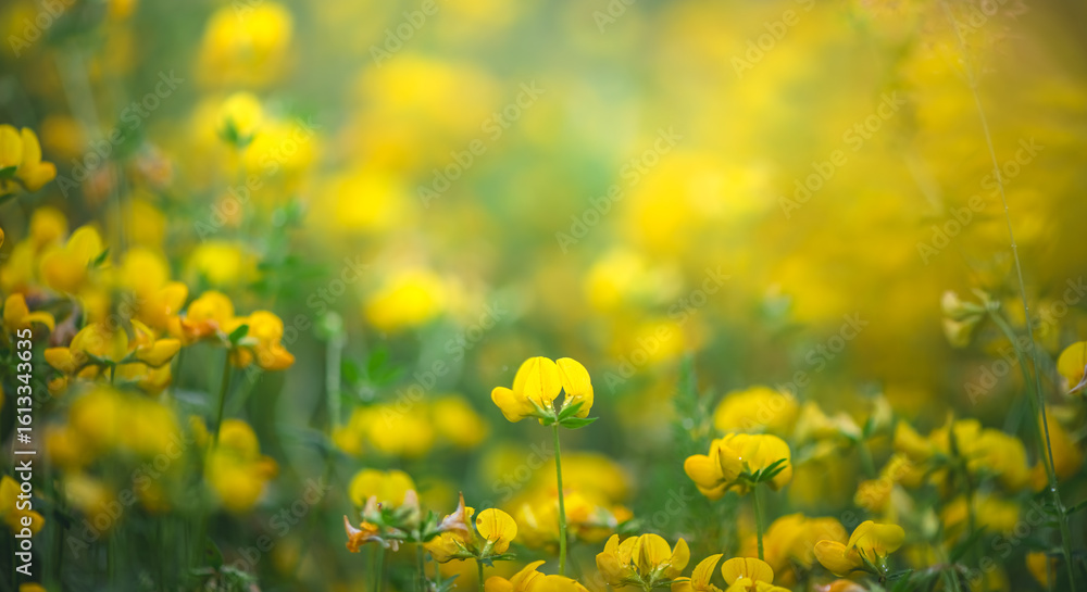 Fototapeta premium Bird's-foot trefoil flowers are creating a vibrant yellow blanket across a spring meadow, illuminated by soft, diffused sunlight, evoking a sense of warmth and renewal
