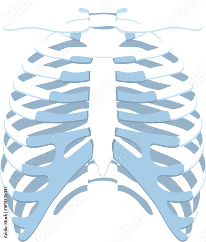 Thorax 