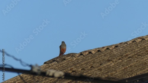 青空と瓦屋根、飛び立つ一羽のイソヒヨドリ
