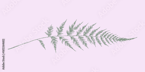 Leafy green plant with a pink background. Old stipple effect with grainy photocopy texture and simplified threshold contours.