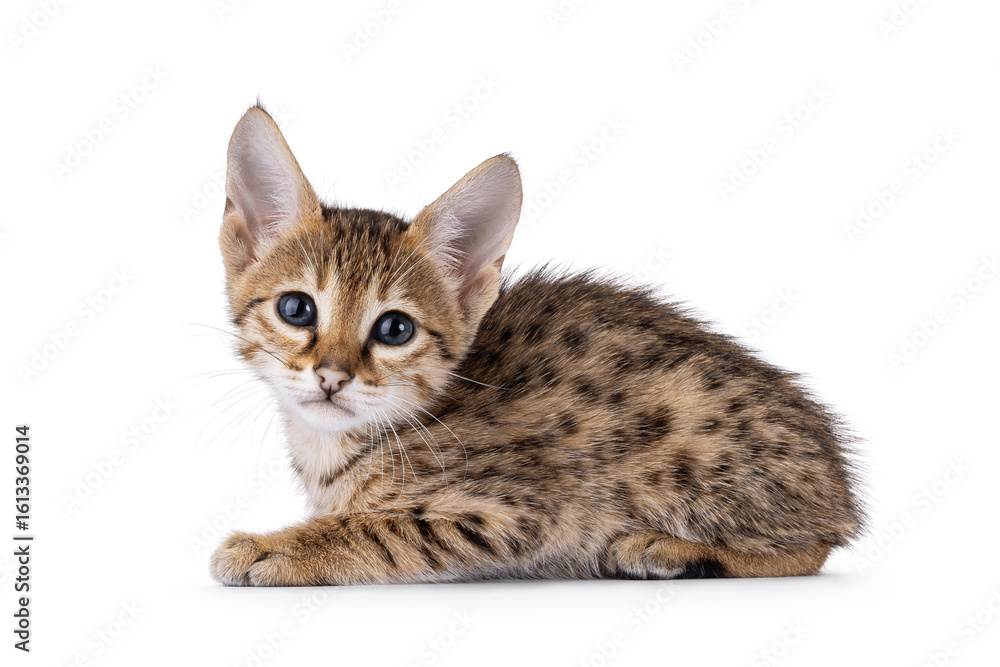 Fototapeta premium Cute baby Savannah cat kitten, laying down side ways. Looking towards with kitten blue eyes. Isolated on a white background.