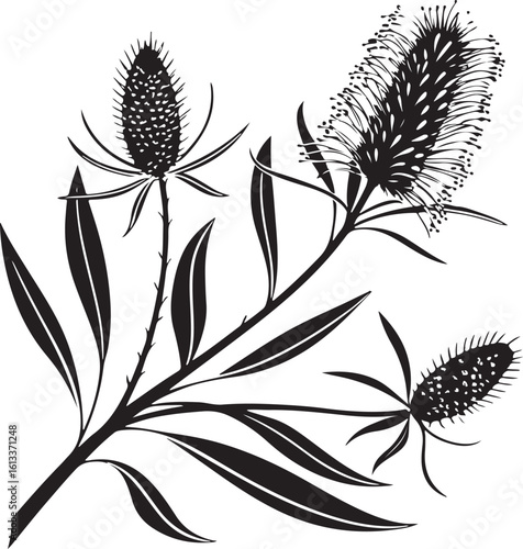 Detailed bottlebrush spiky spring flower silhouette illustration isolated on transparent background