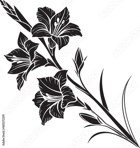 Elegant gladiolus flower silhouette with spiked petal bloom isolated on transparent background