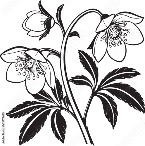 Early blooming hellebore flower silhouette vector graphic for floral designs isolated on transparent background