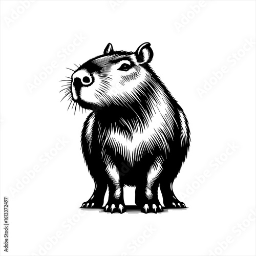Capybara sitting isolated on white background