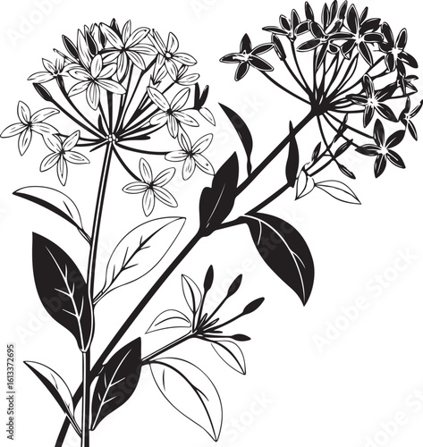 Elegant ixora exotic bloom floral silhouette vector art isolated on transparent background