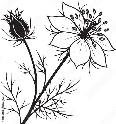 Elegant nigella airy petal bloom vector silhouette for floral designs isolated on transparent background