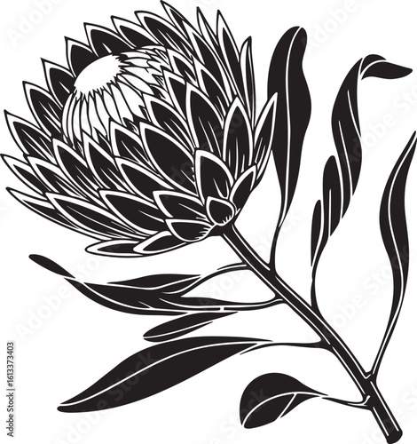 Bold exotic protea flower silhouette with intricate petal details isolated on transparent background