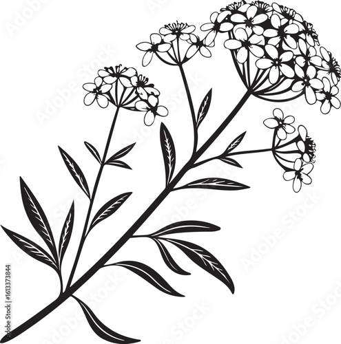 Delicate sweet alyssum fragrant flower silhouette vector art isolated on transparent background