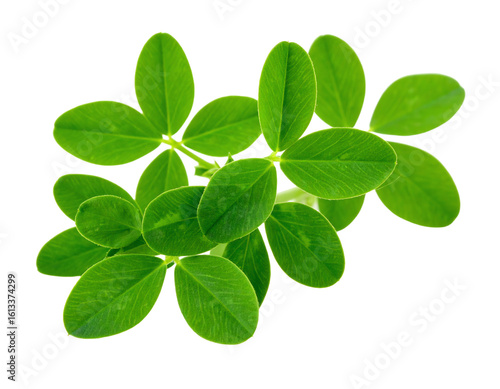 Green plant of alfalfa isolated on white background