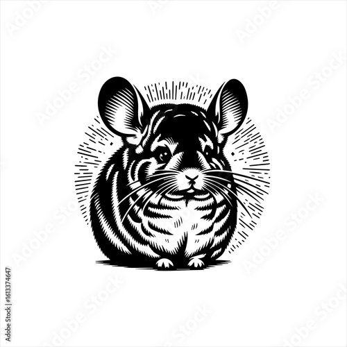Chinchilla illustration