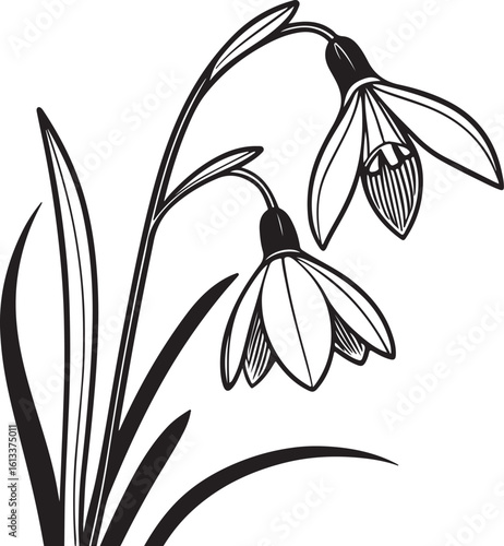 Elegant snowdrop flower silhouette delicate spring bloom isolated on transparent background