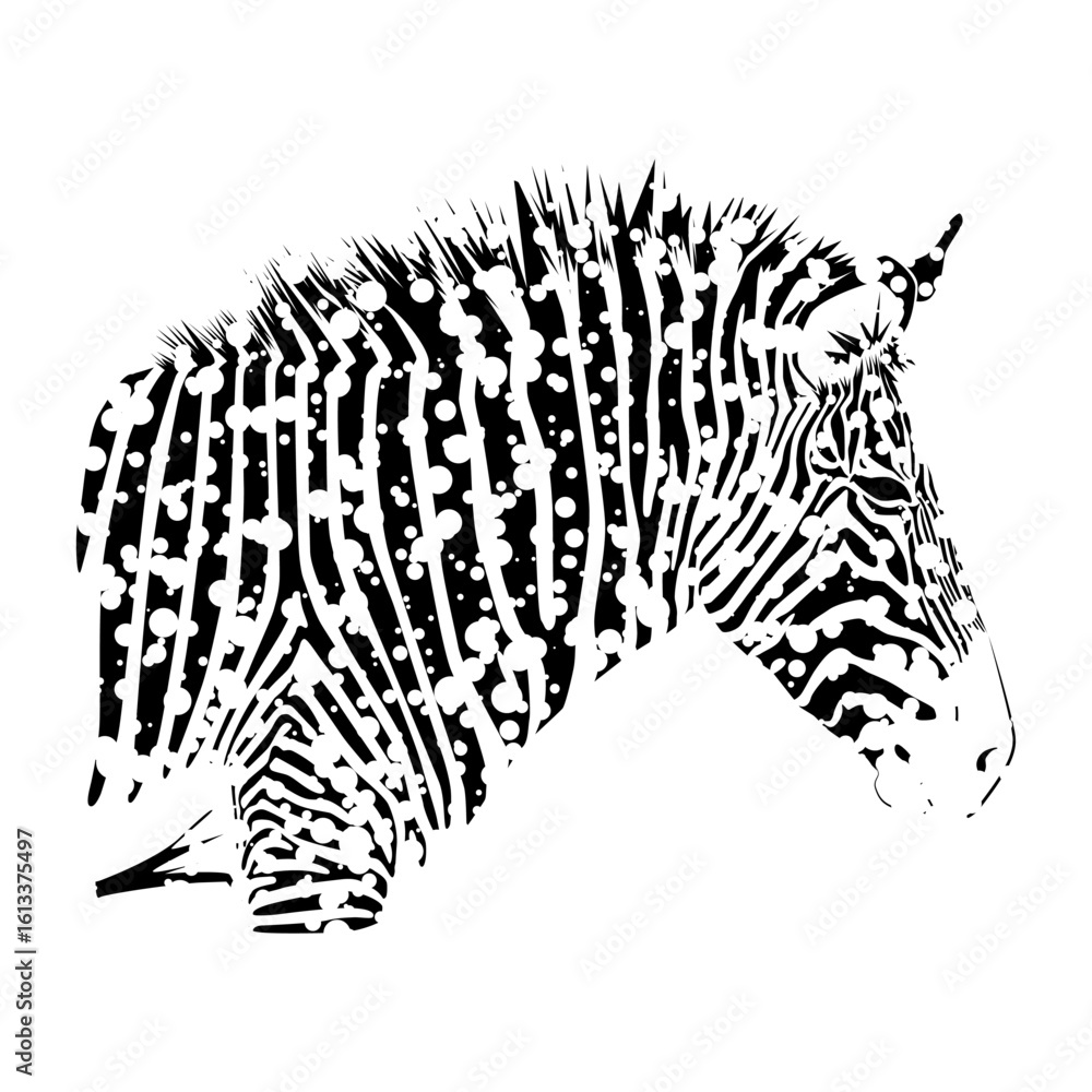 Fototapeta premium Zebra isolated on white background