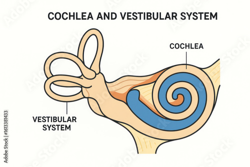 Cochlea and Vestibular System Anatomy Diagram, Illustration