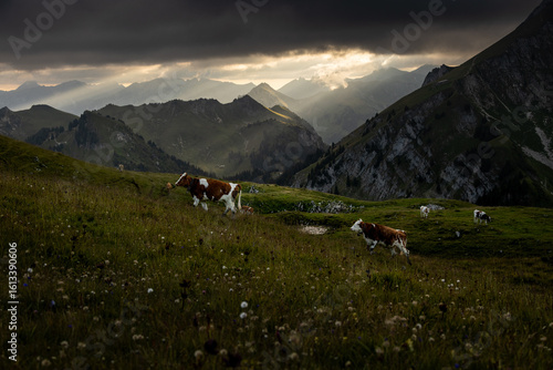 Wallpaper Mural Swiss Alps Dawn: Simmental Cattle in Laseberg Torontodigital.ca