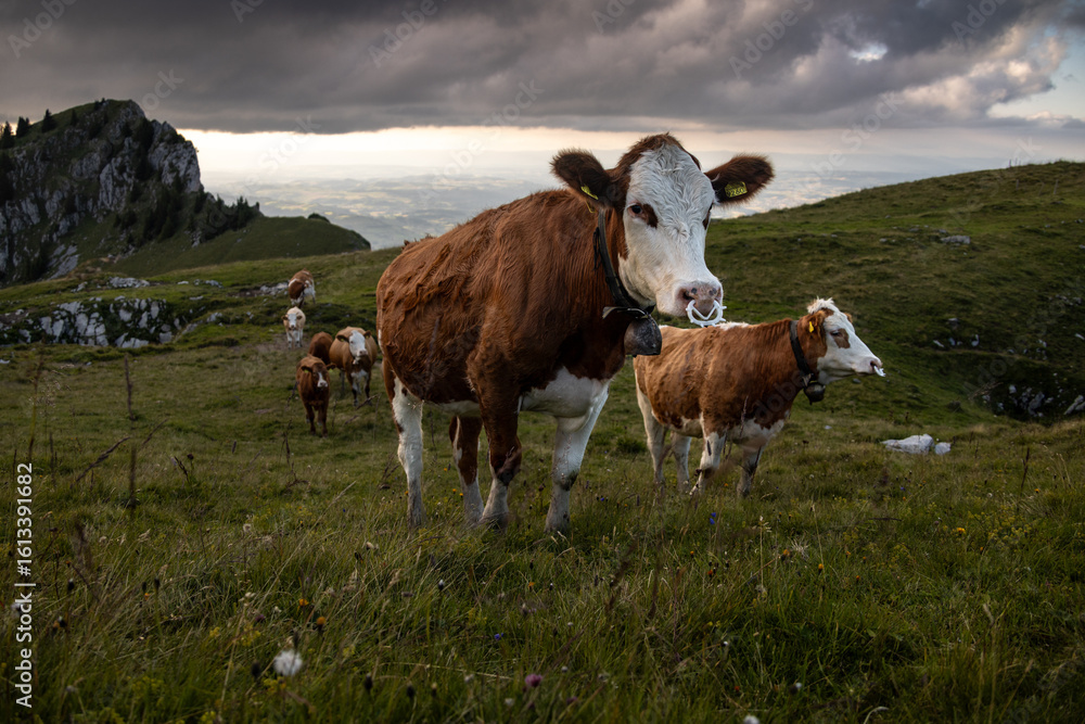 Cows Grazing in the Swiss Alps, Canton Bern Cows Grazing in the Swiss Alps, Canton Bern