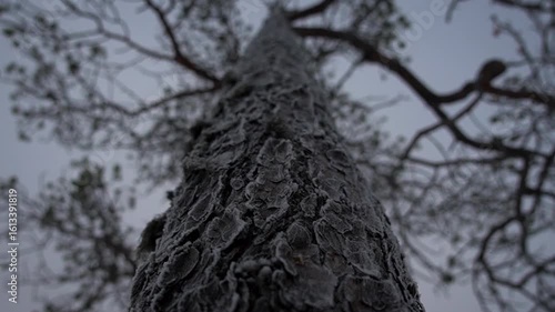 A Beautiful Frosty Tree Trunk Perspective Captured in a Lush Winter Landscape Setting