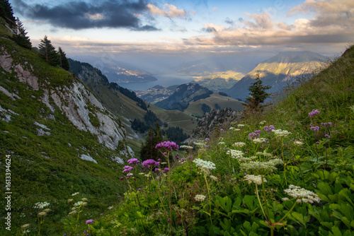 Swiss Alps Valley Panorama with Wildflower Meadow