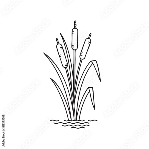 Cattails growing in water reeds bulrushes
