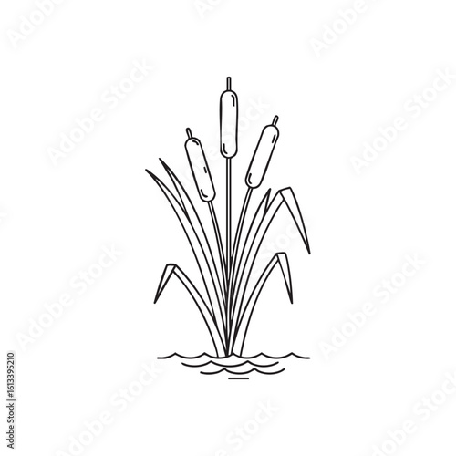 Cattails growing in water reeds bulrushes