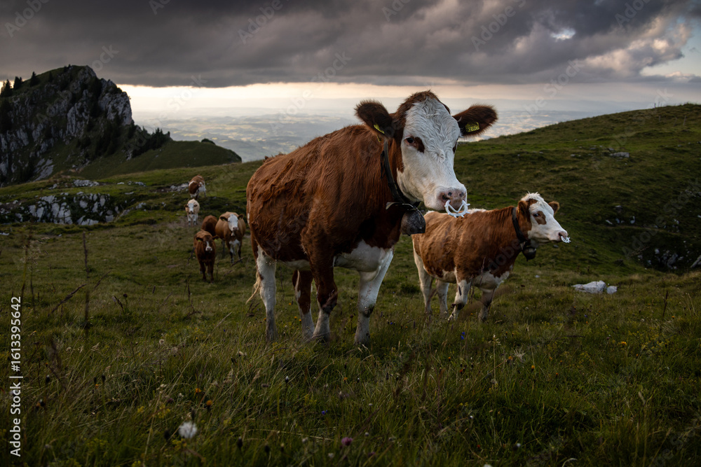 Grazing Cows in the Swiss Alps, Laseberg