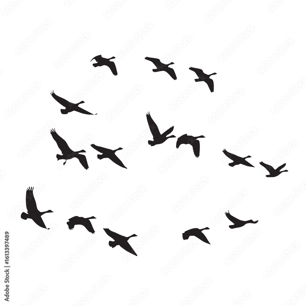 Flock of geese flying in formation silhouette birds migration Flock of geese flying in formation silhouette birds migration