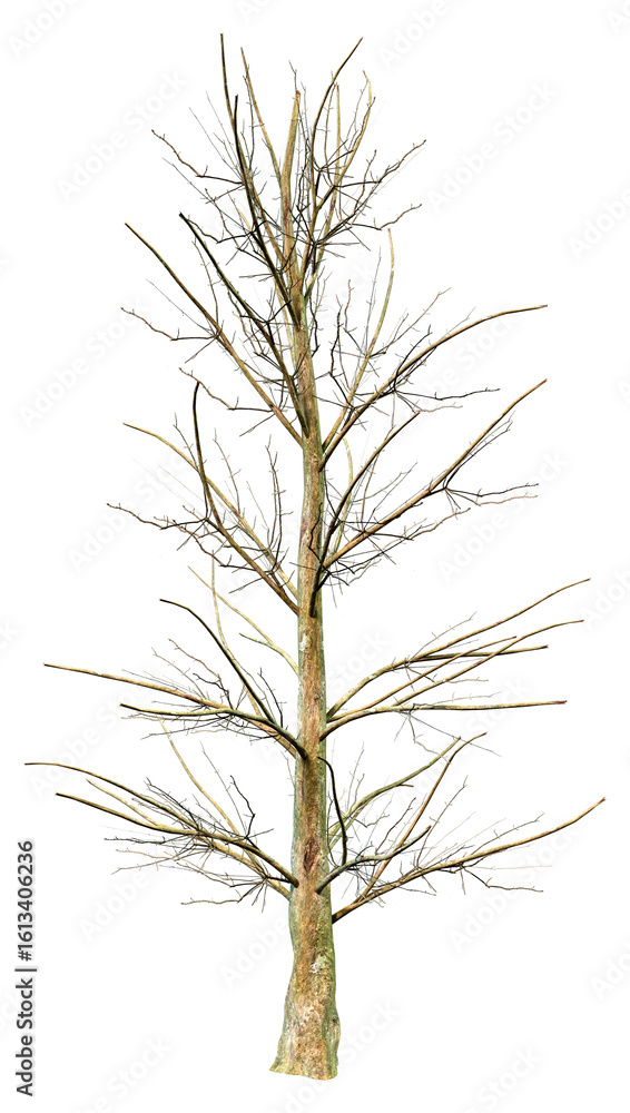 Obraz premium 3D Rendering American Holly Tree on White