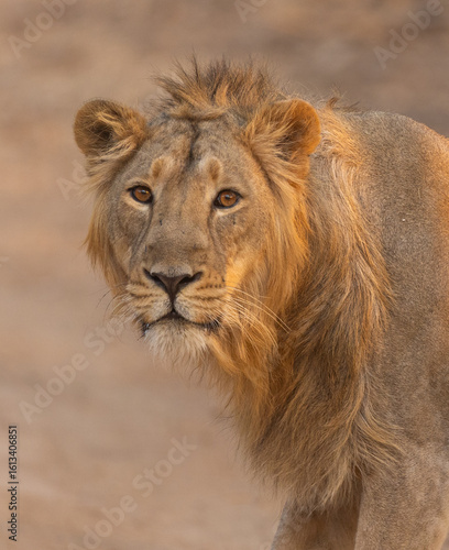 Obraz na plátne portrait of a lion