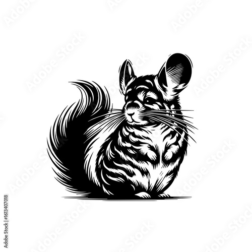A chinchilla illustration isolated on white background