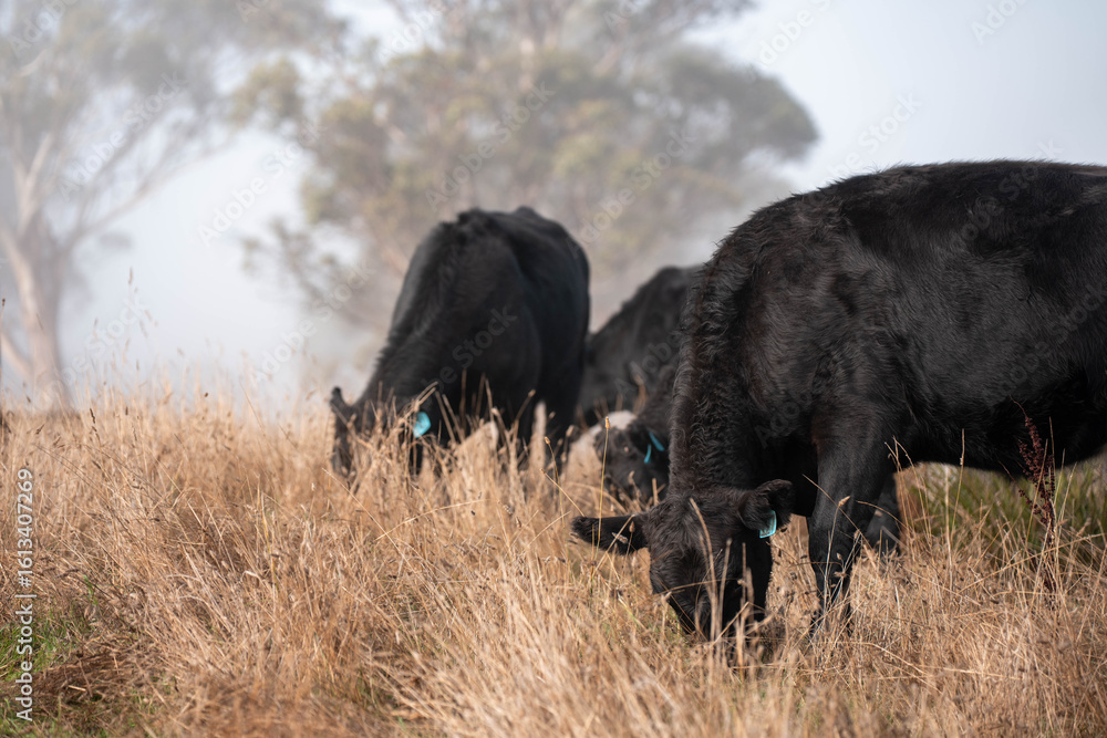 Fototapeta premium cows grazing in a misty field, mist over a Farming landscape with beautiful cows and cattle grazing on pasture at dswk in the australian outback over hills in spring on a farm sustainable agriculture