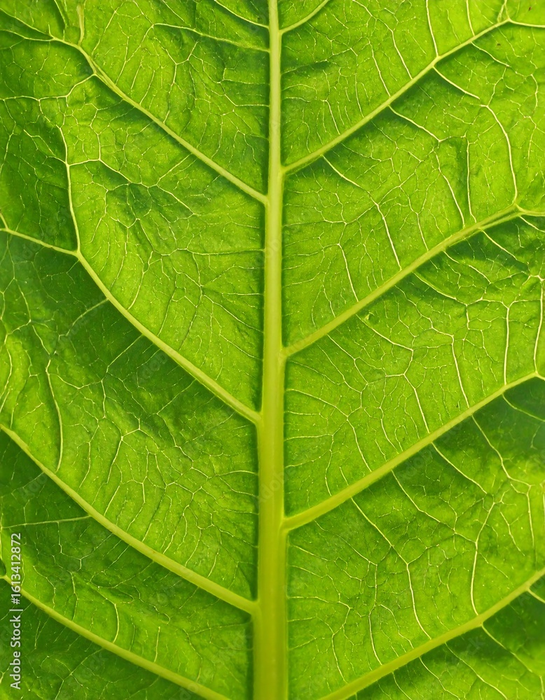 Fototapeta premium Close-up of vibrant green leaf veins